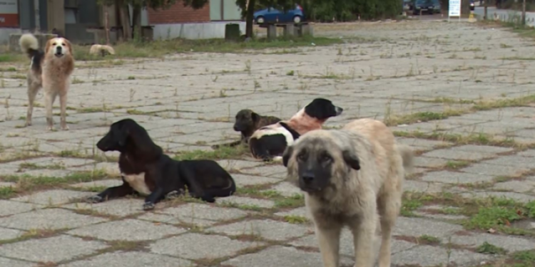 Nis identifikimi dhe regjistrimi i qenve me mikroçip në Mitrovicë dhe Vushtrri – AUV jep njoftimin