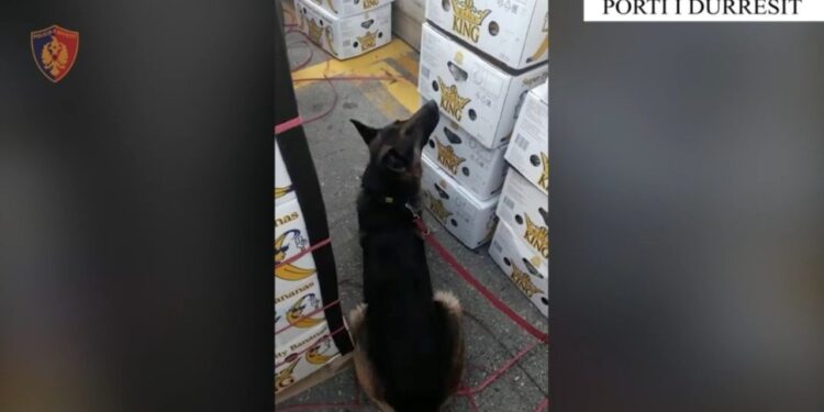 Mbi 30 kg kokainë kapen në portin e Durrësit, momenti kur e nuhat qeni anti-drogë