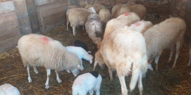 Vjedhje e rëndë në fshatin Parallovë: Hajnat marrin nga një stallë dhitë e qingjat