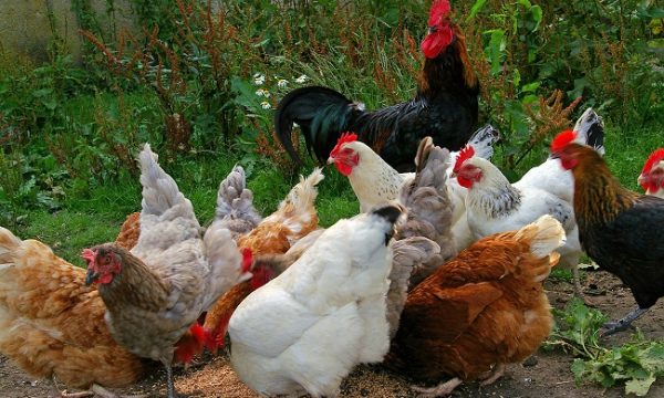 Një grua raporton në polici, se në oborrin e shtëpisë i janë vjedhur 38 pula