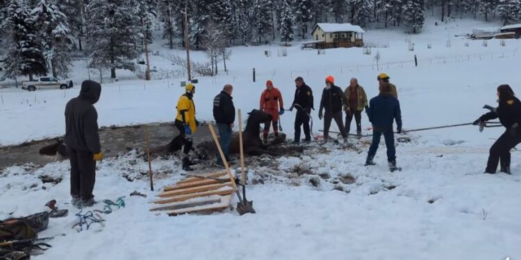Katër kuaj nxirren nga pellgu, kishin rënë në akull, pamje dramatike