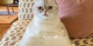 Macja me pasuri 97 milionë dollarë