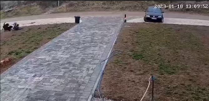 Video/ Disa qenë i vërsulen një fëmije në Ferizaj, shpëton për pak