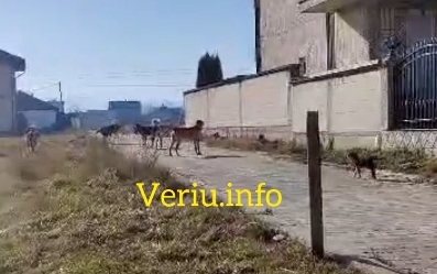 Qytetarët e Mitrovicës në hall të madh me qentë endacak: “Po detyrohemi çdo ditë t’i dërgojmë fëmijët në shkollë” (Video)