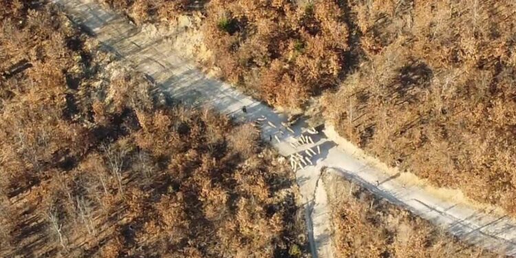 Policia Kufitare parandalon kontrabandimin e kafshëve nga Serbia