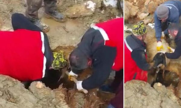 Dy dele dhe një qengj u nxorën të gjallë nga rrënojat 322 orë pas tërmetit në Turqi