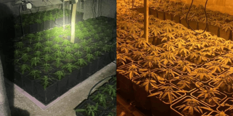 Aksioni “Shpata” në Veri: Zbulohen 3 laboratorë drogë, dy të arrestuar (PAMJE)