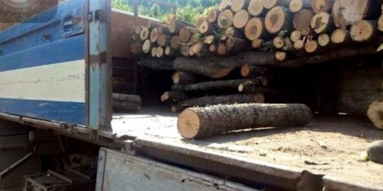 “Ki me ma pa sherrin”/ Një burrë në Skenderaj kapet duke prerë dru ilegalisht, kërcënon rojën e pyllit