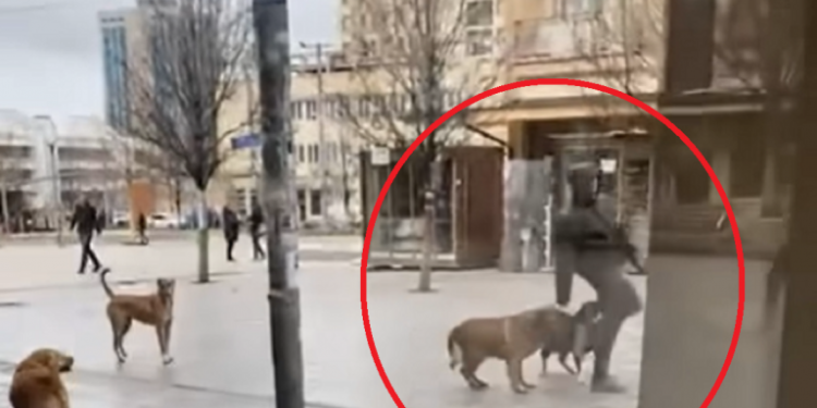 Qytetari sulmohet nga qentë endacakë midis sheshit të Prishtinës