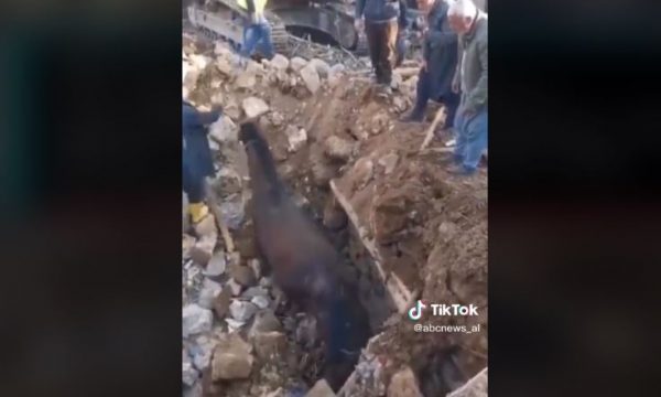 Mahnitëse/ Kali del i gjallë nga rrënojat 21 ditë pas tërmetit në Turqi