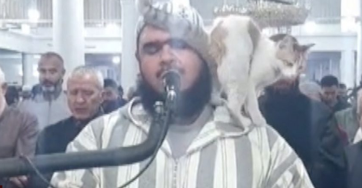 Macja kërcen mbi imamin teksa po falte teravitë