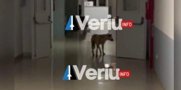 Edhe ky skandal bën vaki: Qeni shetit lirshëm në spitalin e Mitrovicës, pacientët ndihen të frikësuar (Video)