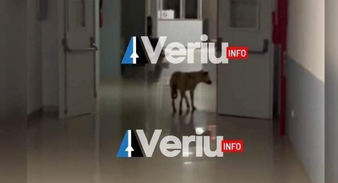 Edhe ky skandal bën vaki: Qeni shetit lirshëm në spitalin e Mitrovicës, pacientët ndihen të frikësuar (Video)