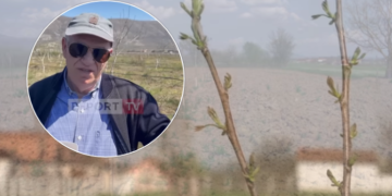 Kosovari lë SHBA-në për Lezhën, mbjell 100 hektarë tokë me arrën më të kërkuar në botë