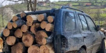 Policia zë një 17-vjeçar duke transportuar drunjë ilegalisht në Brod