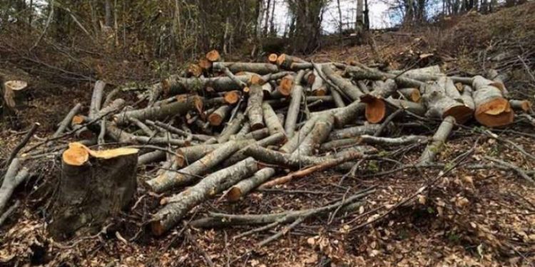 Gati dy vjet burgim për burrin nga Ferizaj që preu dru ilegalisht