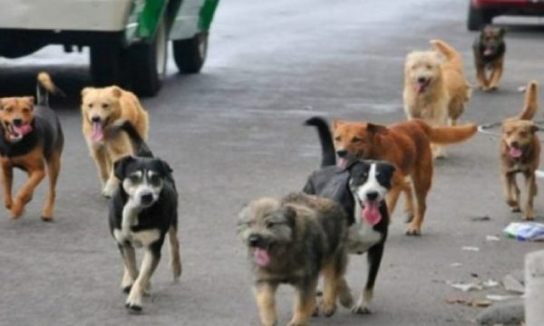 Një fëmijë sulmohet nga qentë endacakë, dërgohet në QKUK