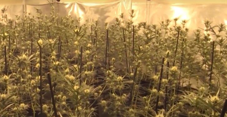 Vritet një shqiptar në Spanjë, sherri në plantacionin e kanabisit nisi për 5 euro