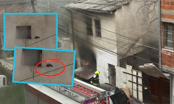 Shtëpia u përfshi nga flakët në Prishtinë, momenti kur minjtë kërcejnë nga dritarja për t’i shpëtuar zjarrit