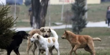 Qeni hyn në një shkollë në Podujevë, sulmon gjashtë nxënës (Video)