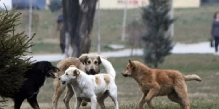 Qeni hyn në një shkollë në Podujevë, sulmon gjashtë nxënës (Video)