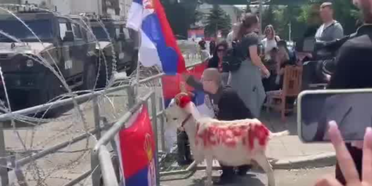Serbët në Leposaviq vendosin para komunës një dhi me mbishkrimin “Lulzim Hetemi”