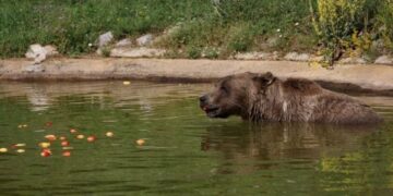 Reuters shkruan për arinjtë e murrmë në Kosovë: E luftojnë vapën me fruta të ngrira