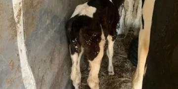Policia e Kosovës arreston recidivistin e kontrabandimit të kafshëve