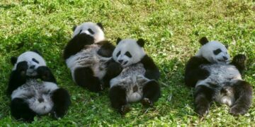 Lindin për herë të parë panda binjake në një kopsht zoologjik në Korenë e Jugut