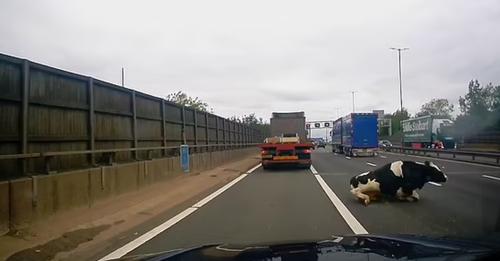 Momenti i frikshëm: Lopa bie nga kamioni në mes të autostradës