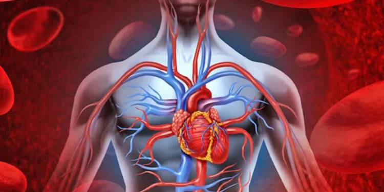 Çfarë ndodh me tensionin e gjakut gjatë verës – Ndikimi i temperaturave të larta