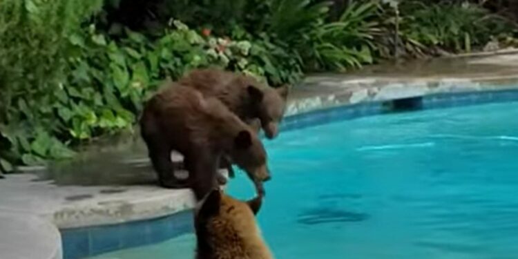 Një familje arinjsh freskohen në pishinën e një shtëpie në Los Angeles