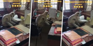 Befasi në stacionin e trenit në Indi: Majmuni hynë fshehurazi në zyre, shikoni se çfarë po bën