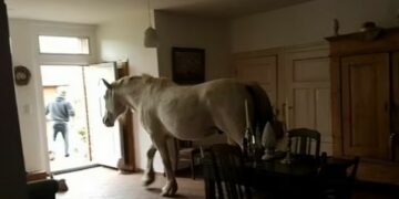 Jeni në kërkim të blerjes së një shtëpie – si do të reagonit nëse do të shihnit këto fotografi në shpallje?