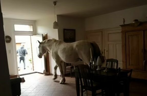 Jeni në kërkim të blerjes së një shtëpie – si do të reagonit nëse do të shihnit këto fotografi në shpallje?