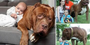 Pitbulli më i madh në botë, peshon 80 kilogramë – ka gjatësinë e një kali Poni