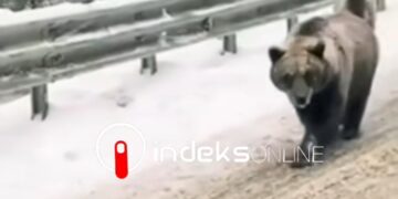 Arinjtë shfaqen miqësor rrugës së Brezovicës, të uritur shihen teksa e “shqyejnë” mollën