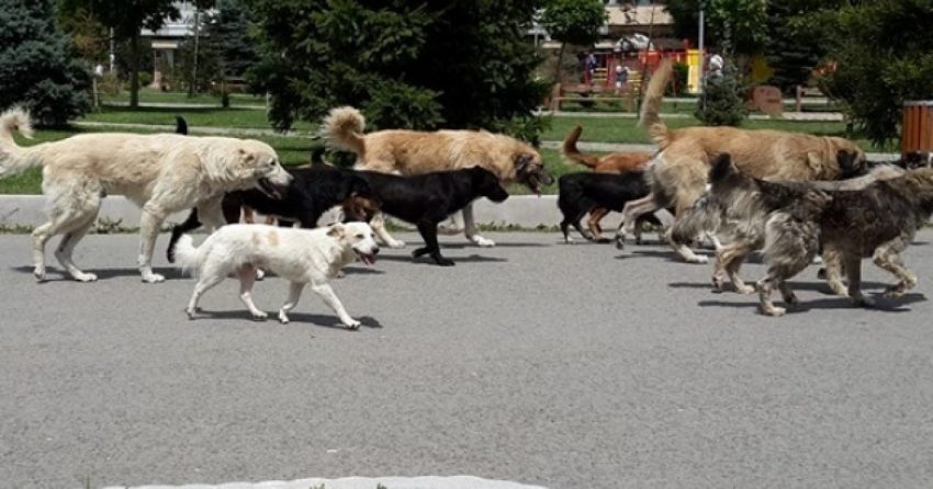 Lëndohen një i mitur dhe një burrë nga sulmet e qenve endacak në Pejë
