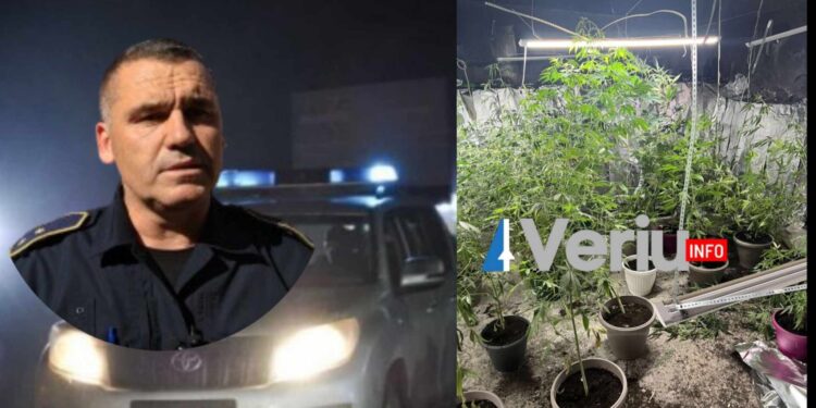 Konfirmohet raportimi i Veriu.info nga Policia e Kosovës: U gjet laborator droge në Leposaviq, u sekuestruan 23 bimë narkotike dhe u arrestua një person (VIDEO)
