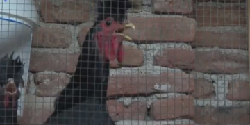 Edhe AFP shkruan për gjelin e famshëm të Kosovës që zgjat këngën deri në 90 sekonda