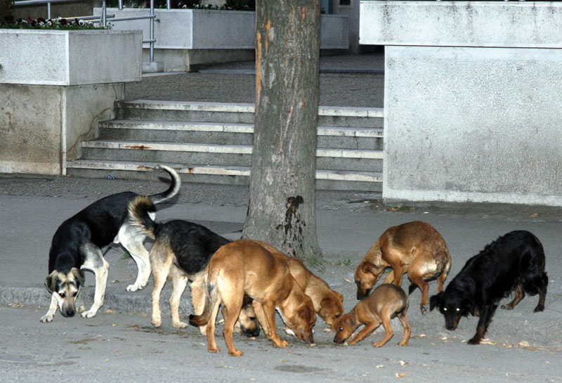 I sulen një tufë e qenve endacakë, polici në Vushtrri shkrep armën për t’i shpëtuar sulmit