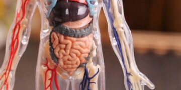 Këto janë 6 organet e trupit pa të cilat mund të jetojë njeriu