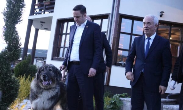 Abdixhiku vazhdon traditën e LDK’së, i bën publicitet qenit autokton të Sharrit