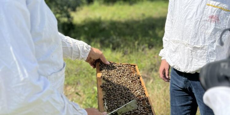 Ministria i ndan 8.5 milionë euro për sektorin e bletarisë