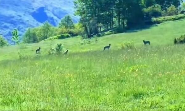 Pamje me video: Tufa e ujqërve zbret në Dragash