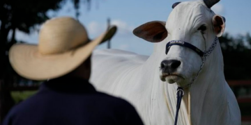 E rrallë: Lopa që kushton 4 milionë dollarë