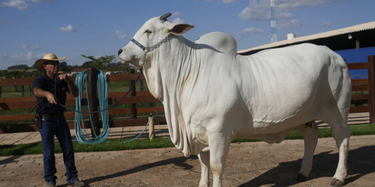 Kjo është lopa më e shtrenjtë në botë