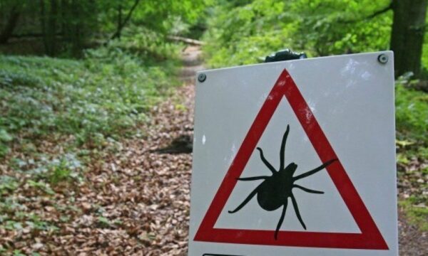 Rreziku nga rriqrat: Malisheva i kërkon ndihmë MSH-së, ministri Vitia nuk përgjigjet