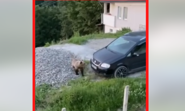 Ariu afrohet tek shtëpitë banuese në Prevallë-banori i shqetësuar: Mos u afro se të sulmon