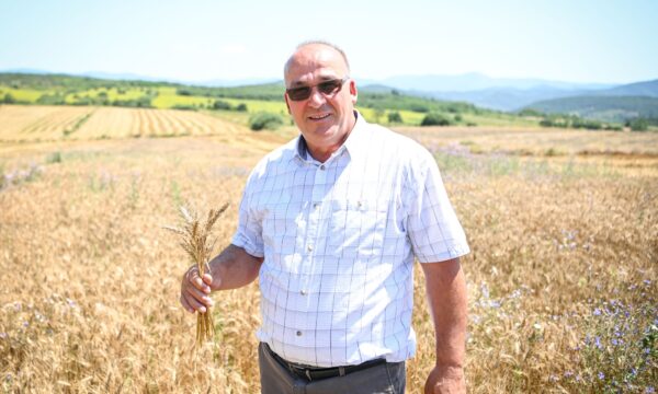 Bulliqi: Rendimentet me grurë sivjet më të lartat që nga paslufta, nga 6 mijë deri 7.2 mijë kg për hektarë